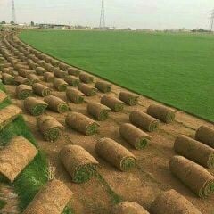 زراعه عشب 
