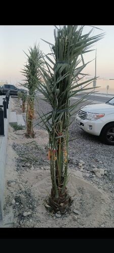 نخل البيع إخلاص وشيشي وبرحي