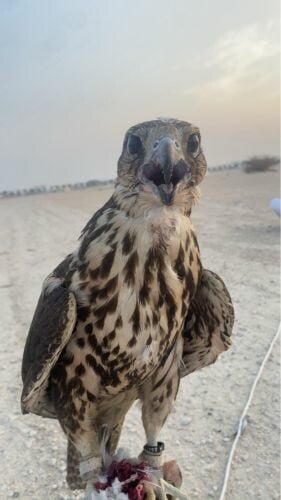 حر ايراني 
