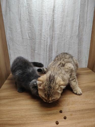 Scottish fold ears