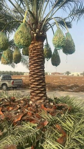 مزارع تقريب ورش
