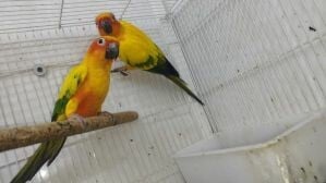 Sun Couner Breeding pairs