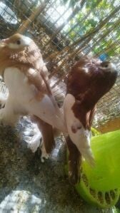 Pauter Confirm Breeding pairs