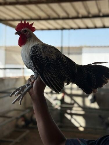 ديوك فيومي بيور للتربية او الذبح