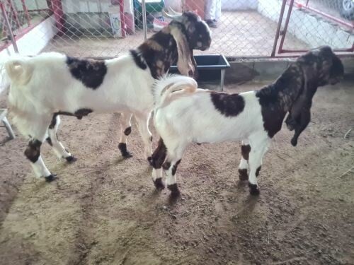 مشروع فحول بنجابي و كشميري