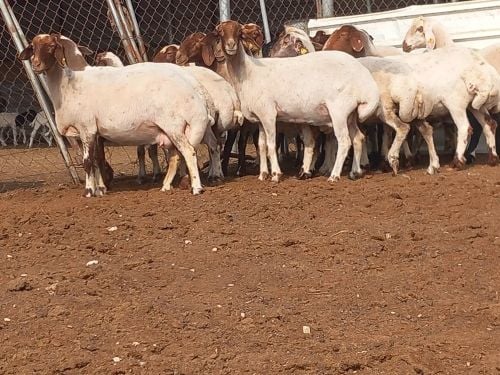 مطلوب جميع انواع الحلال