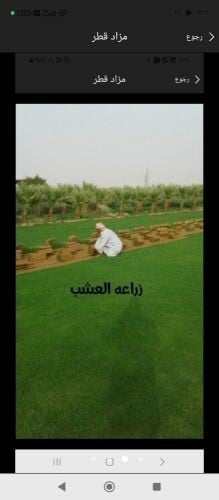 عشب طبيعي للبيع