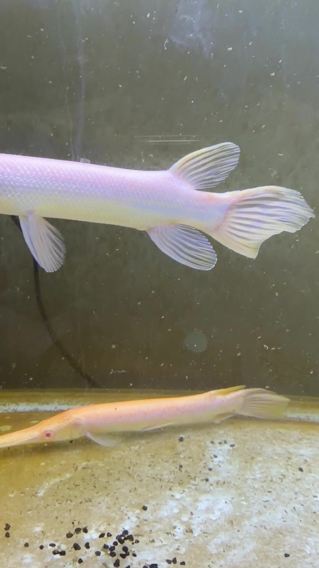 سمك الباينو القيتر قار 