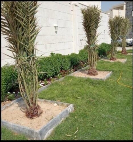 فصايل نخيل