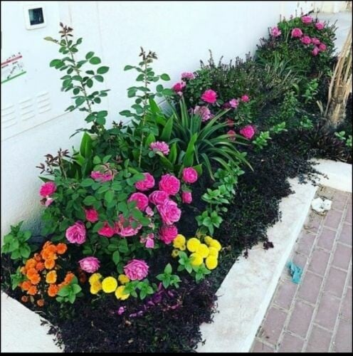 زراعه الورود والمستديمه