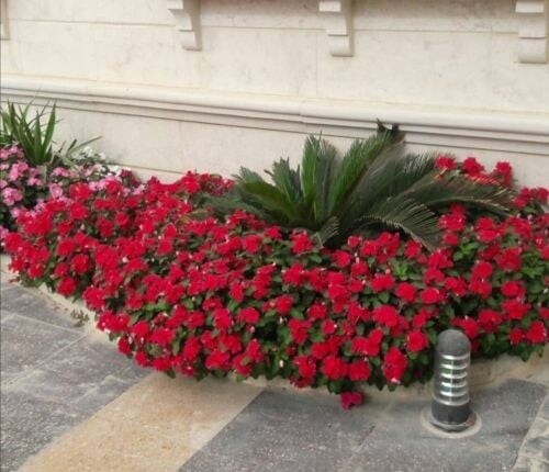 أبو علي للزراعة