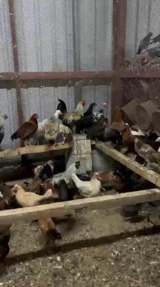 chicken