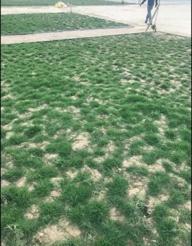 تنظيف النخيل  55079950