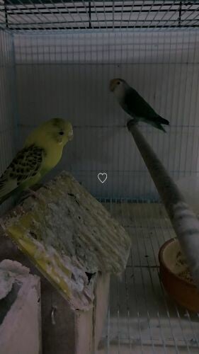 bird