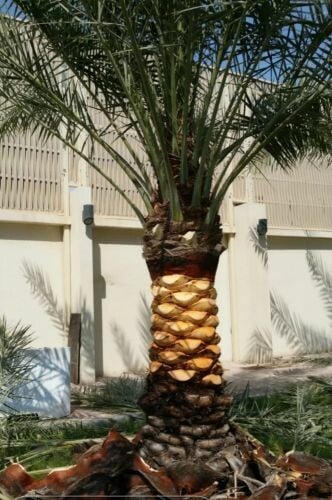 زراعه وديكور