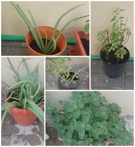 PLANTS FOR SALE