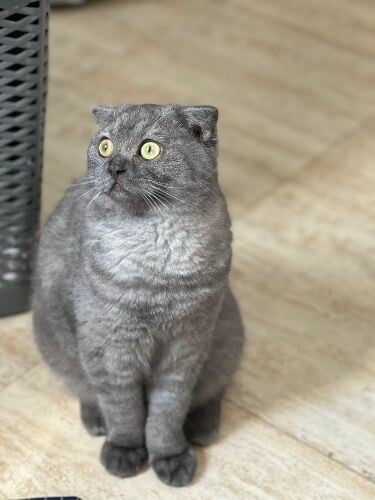 Scottish fold