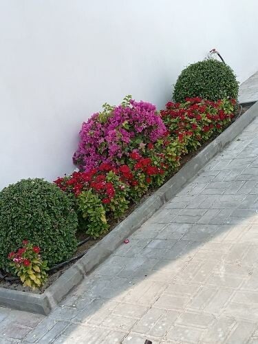 زراعه