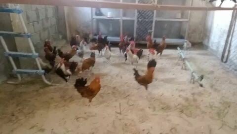Big  Rooster