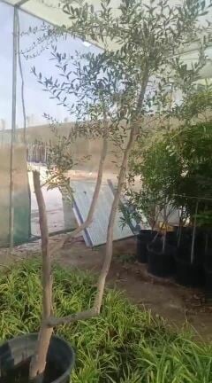 زيتون اسباني