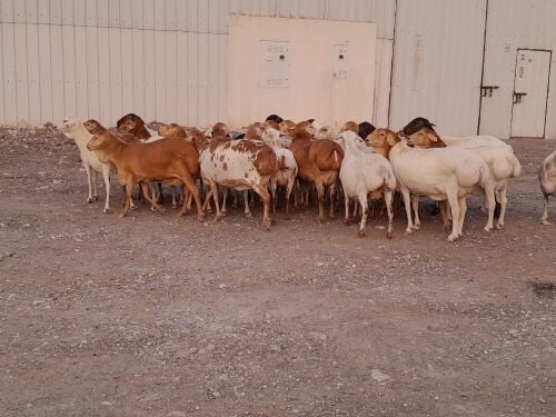 مطلوب شويهات بربر