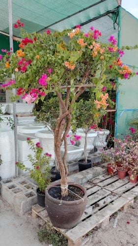 مزارع