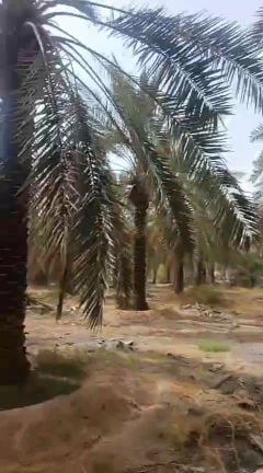 توريد وتركيب جميع انواع النخل