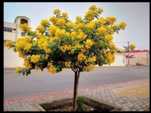 اكسياء