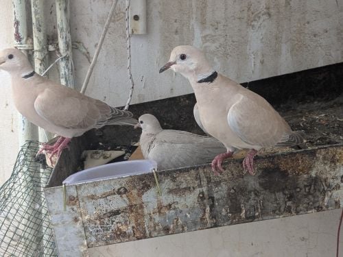 dove