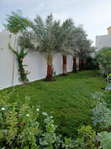 مزارع