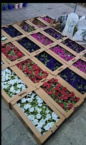 زراعة الورد