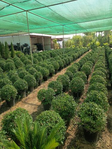 مهندس زراعي