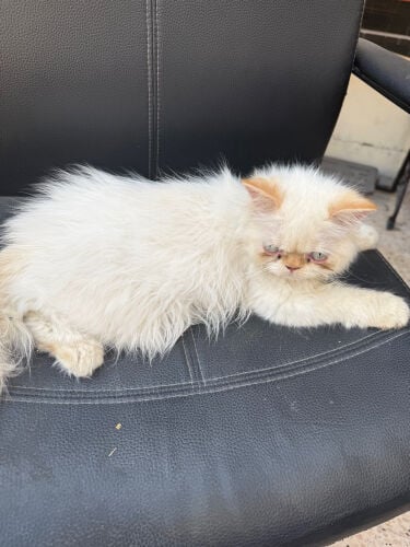 cat