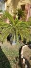 palm tree