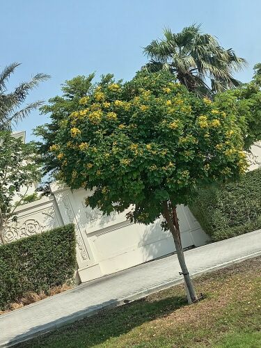 زراعه أشجار