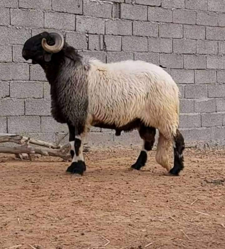 قصاب خرفان وماعز