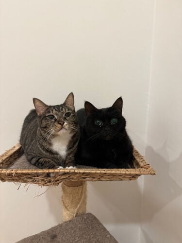 ADOPTION
