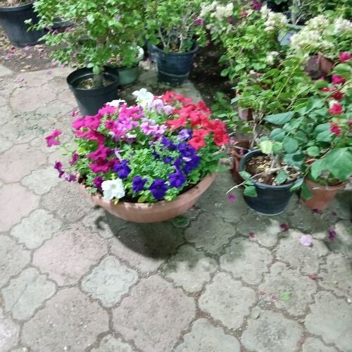 زراعه