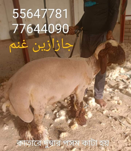 جازازين غنم
