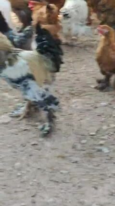 براهما كبير