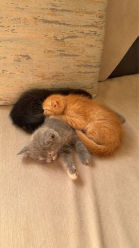 kitten 