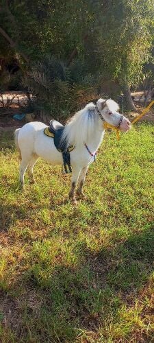 للايجار بوني للاطفال