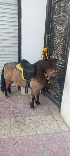 للايجار بوني للاطفال