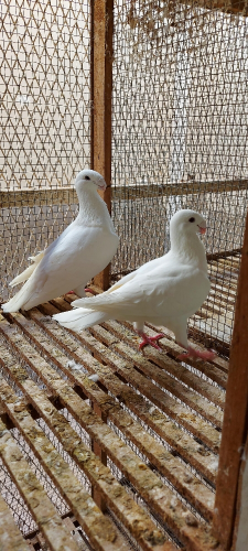 هوامر