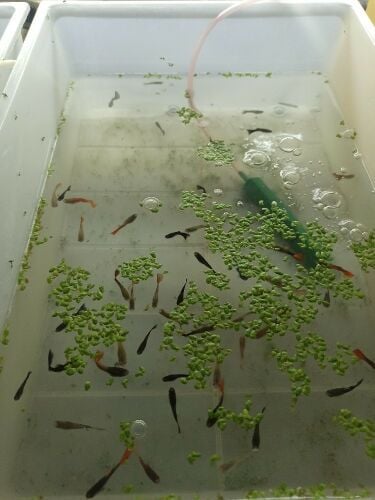 fish guppy mixed