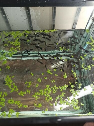 fish guppy black female