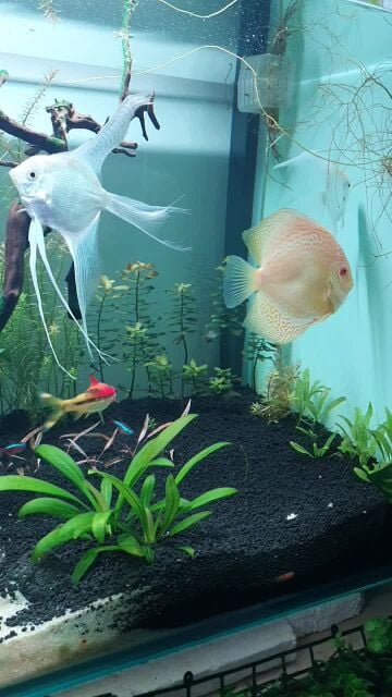 Albino platinum butterfly