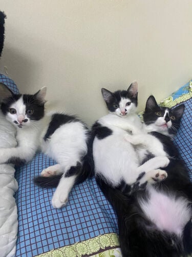 cats