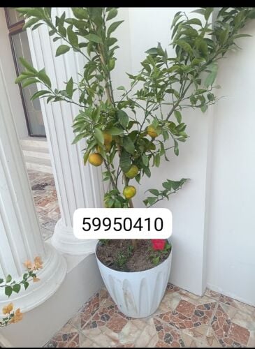 سفندي برتقال ليمون