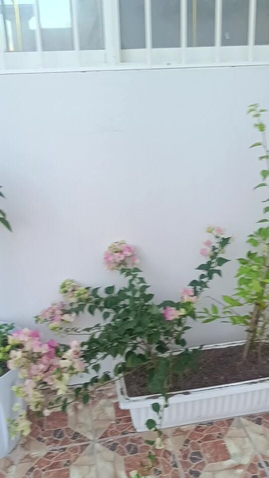 لزراعة وتنسيق الحدائق بالعشب